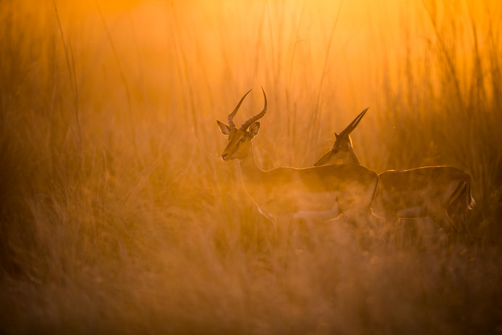 15 Recommended Nature Films from WWF’s Jim Sano