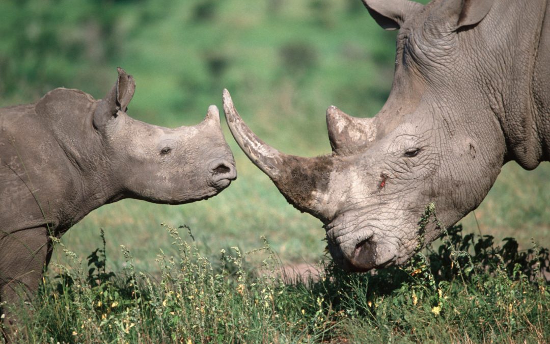 QUIZ – How to Differentiate African Rhinoceroses