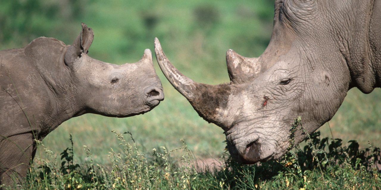 QUIZ – How to Differentiate African Rhinoceroses