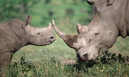 QUIZ – How to Differentiate African Rhinoceroses