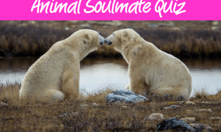 Quiz—Who’s Your Animal Soulmate?