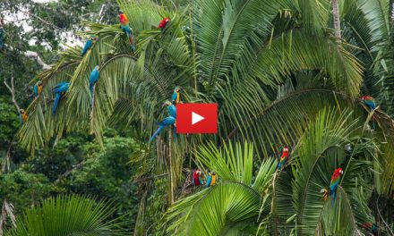 Three videos to help you understand Peru's conservation plight