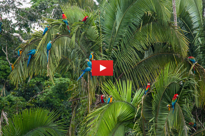 Three videos to help you understand Peru's conservation plight