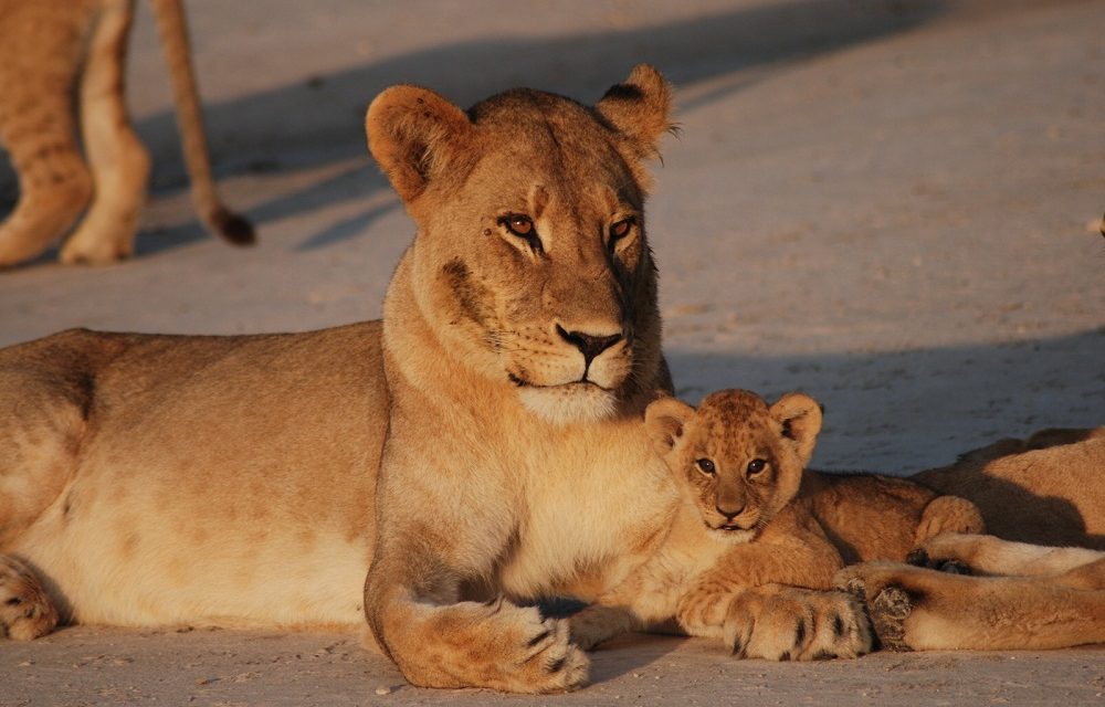 Welcome to the New Good Nature