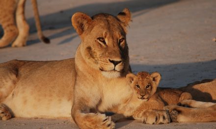 Welcome to the New Good Nature