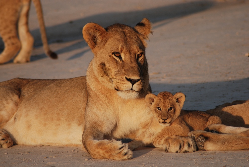 Welcome to the New Good Nature