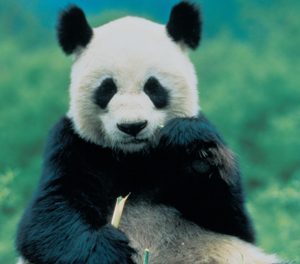 Giant Panda Habitats Destroyed by Earthquake