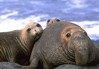 Discover elephant seals and more on California’s wild central coast