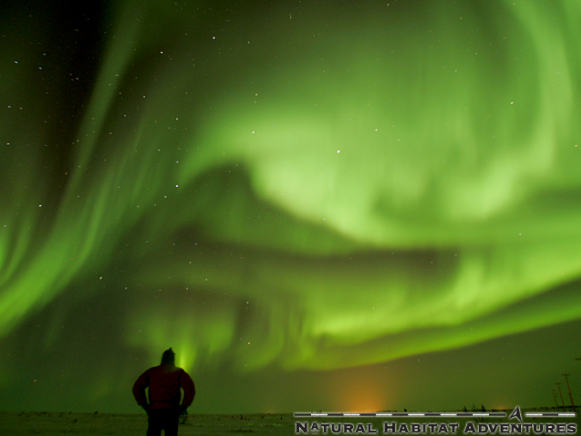 Polar Bear Photo Tour – More Than Bears!