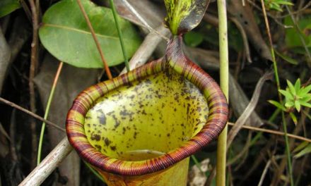 Giant Plant Eats Rodents