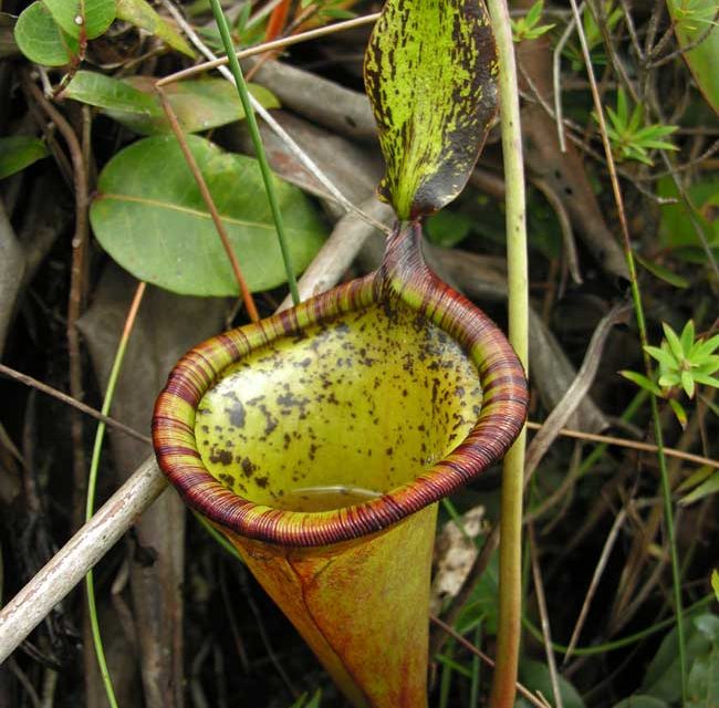 Giant Plant Eats Rodents