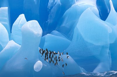 The Best of Antarctica, for the Lowest Price!