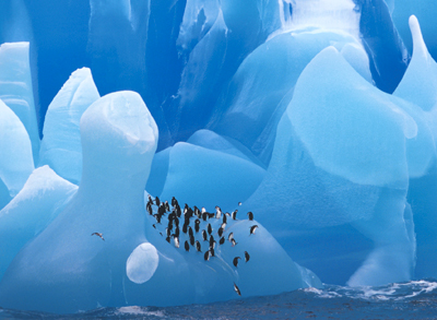 The Best of Antarctica, for the Lowest Price!