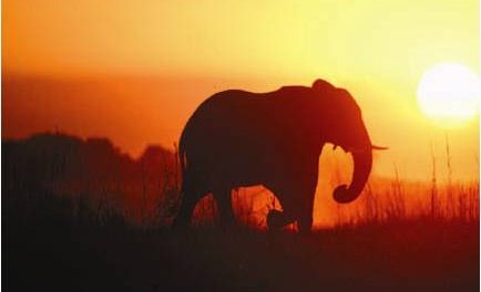 Behind the Lens: Preparing to Take Photos on a Wildlife Tour