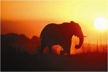 Behind the Lens: Preparing to Take Photos on a Wildlife Tour
