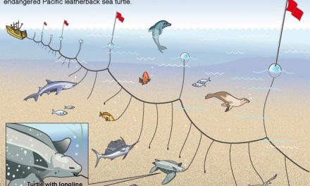 Gulf Sea Turtles Gain Protection with New Fishing Regs