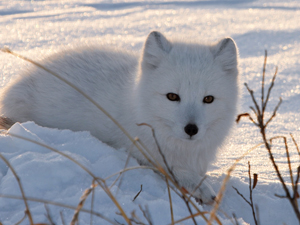 Live From Churchill: October 21, 2009