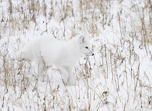 Live From Churchill: October 26, 2009