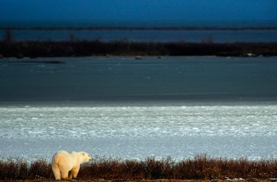 Live From Churchill: October 22, 2009