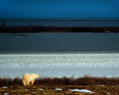 Live From Churchill: October 22, 2009