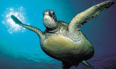 More good news for endangered sea turtles