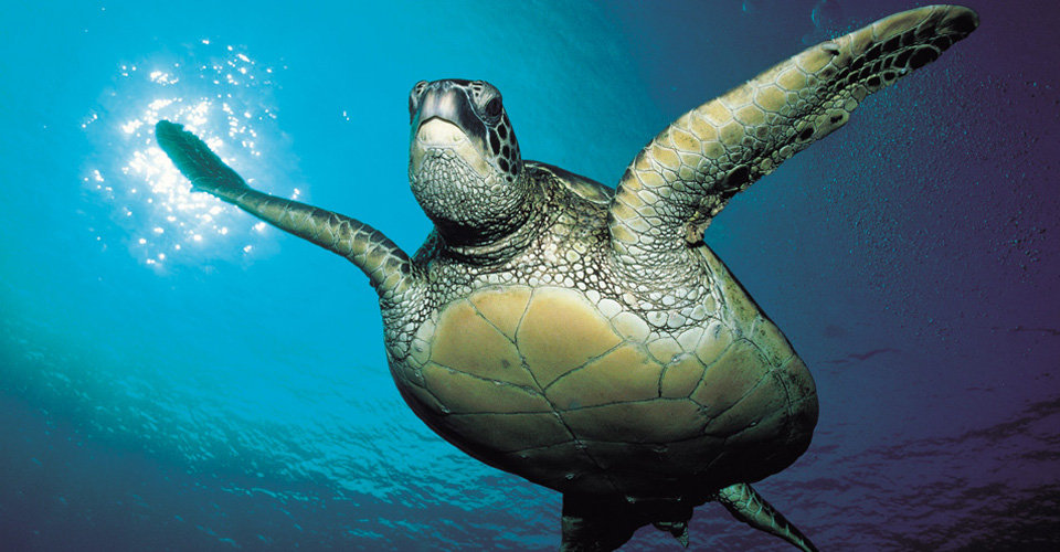More good news for endangered sea turtles