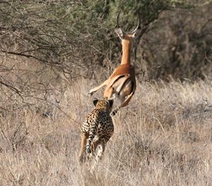 Cheetah Chase Captures AC Photo Prize