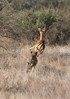 Cheetah Chase Captures AC Photo Prize