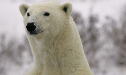 Live from Churchill: October 31, 2009