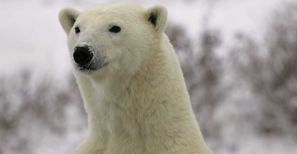 Live from Churchill: October 31, 2009