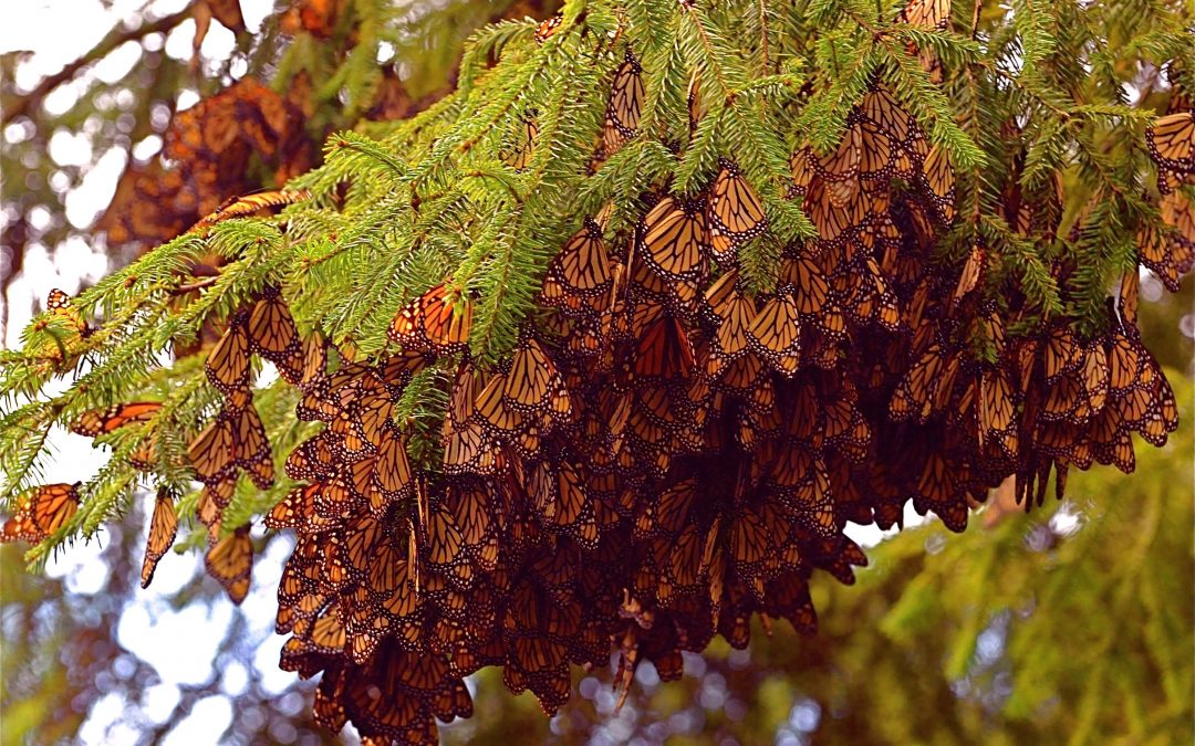 Myth and Mystery in Mexico’s Monarch Kingdom