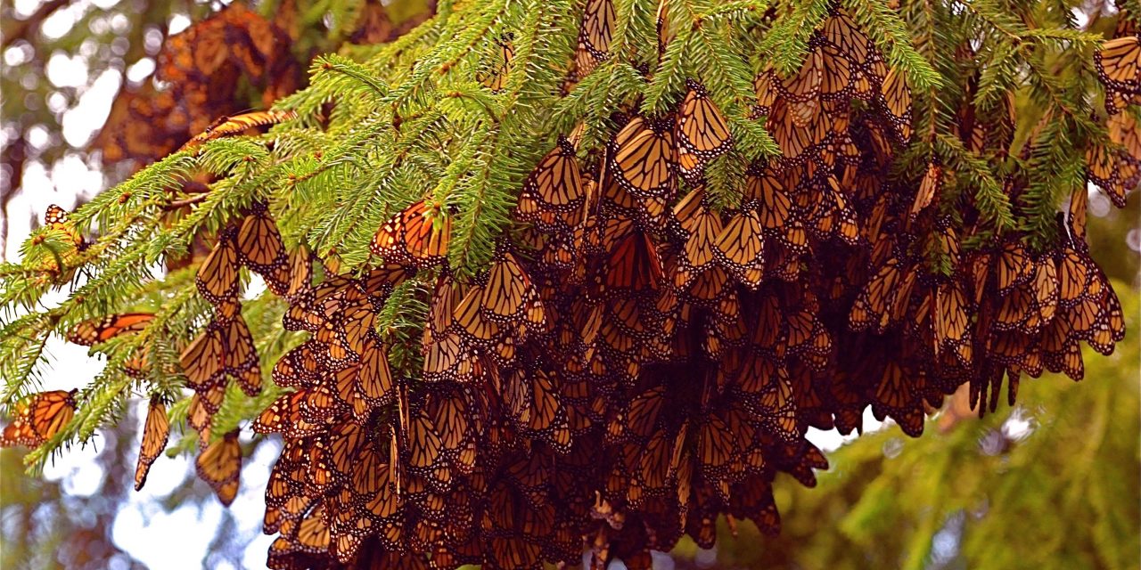 Myth and Mystery in Mexico’s Monarch Kingdom