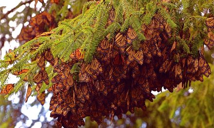 Myth and Mystery in Mexico’s Monarch Kingdom