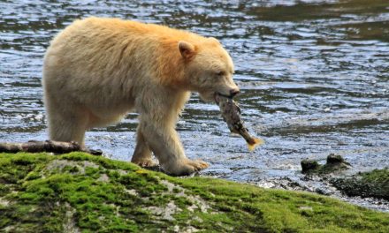 Finding the True Spirit of Nature Travel