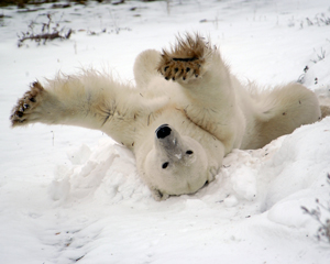 Live From Churchill: October 29, 2009