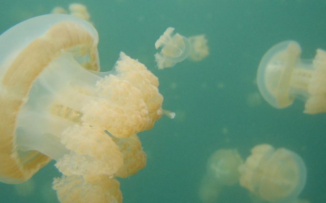 Palau’s Jellyfish Lake: ‘Like Swimming in a Lava Lamp’