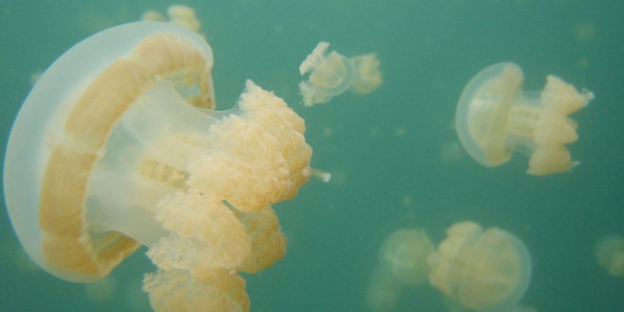 Palau’s Jellyfish Lake: ‘Like Swimming in a Lava Lamp’