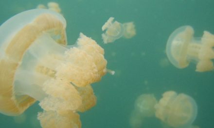 Palau’s Jellyfish Lake: ‘Like Swimming in a Lava Lamp’