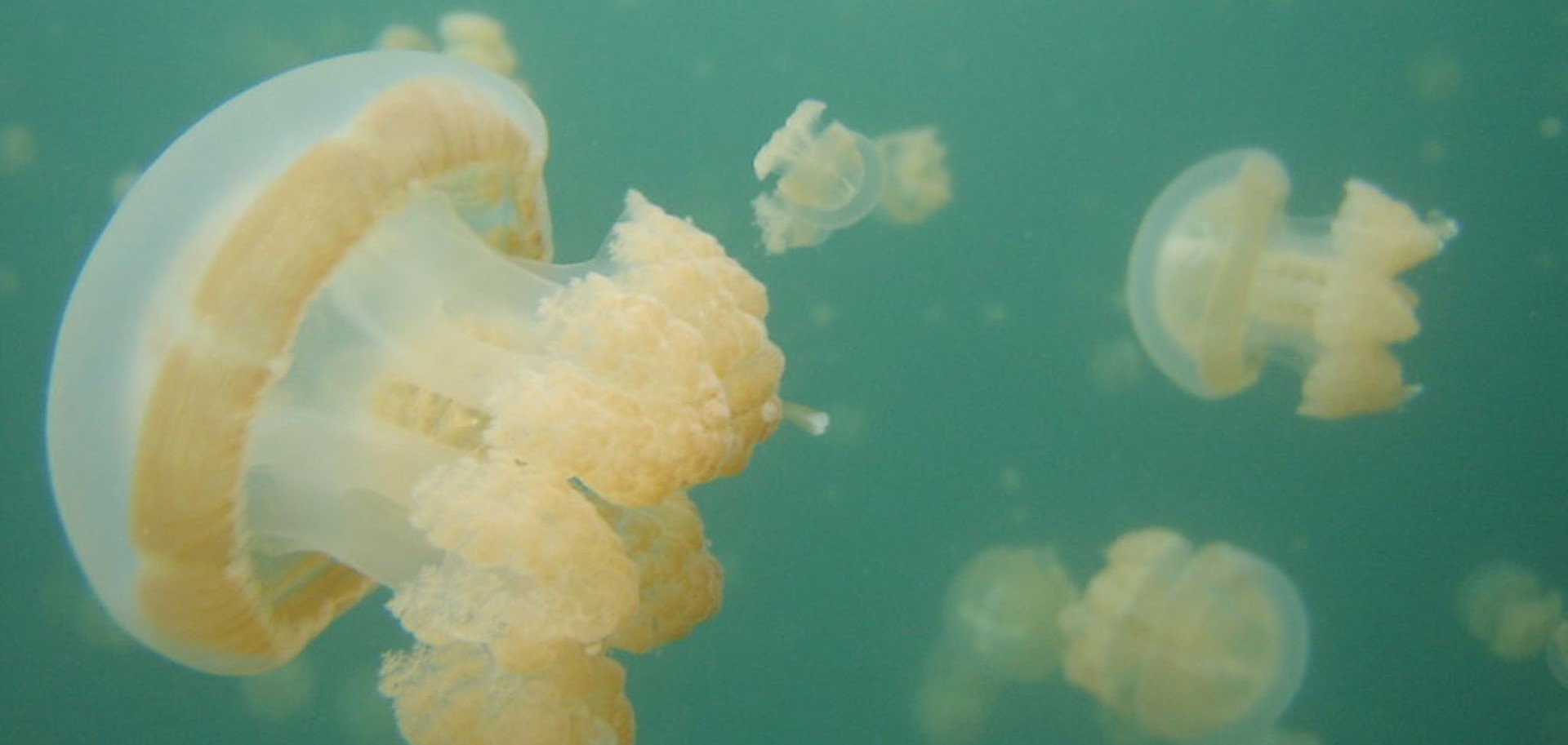 Palau Jellyfish Lake