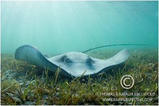 Behind the Lens: Shooting Underwater