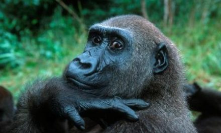 Behind the Lens: Preparing to Take Photos on a Wildlife Tour