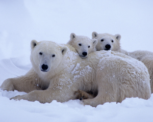 Live From Churchill: October 24, 2009