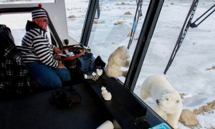 Bear Power: Up Close & On the Ground | Olaf’s Corner