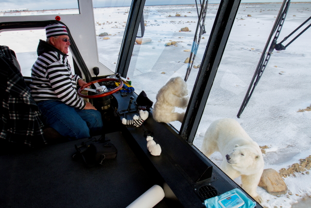 polar bears in Churchill, MB