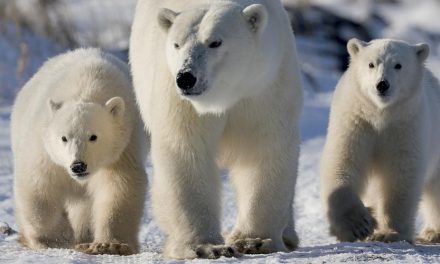 Live From Churchill: Nov 9, 2009