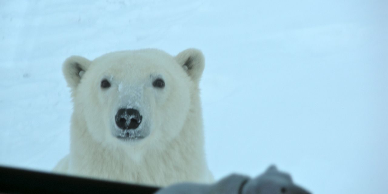 Face to face with polar bears in Churchill
