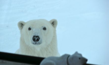 Face to face with polar bears in Churchill