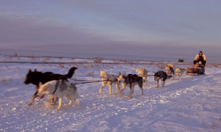 Live From Churchill: Nov 5, 2009