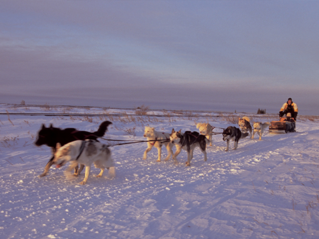 Live From Churchill: Nov 5, 2009