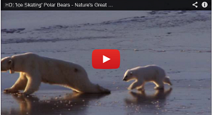 Ice Skating Polar Bears!